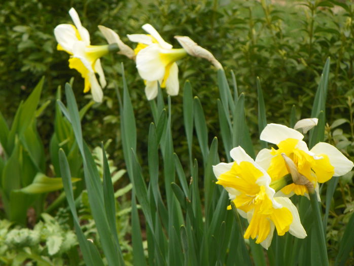 narcise Orangery - Primavara 2015