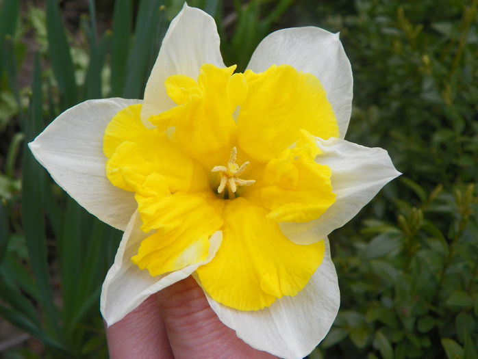 narcise Orangery - Primavara 2015