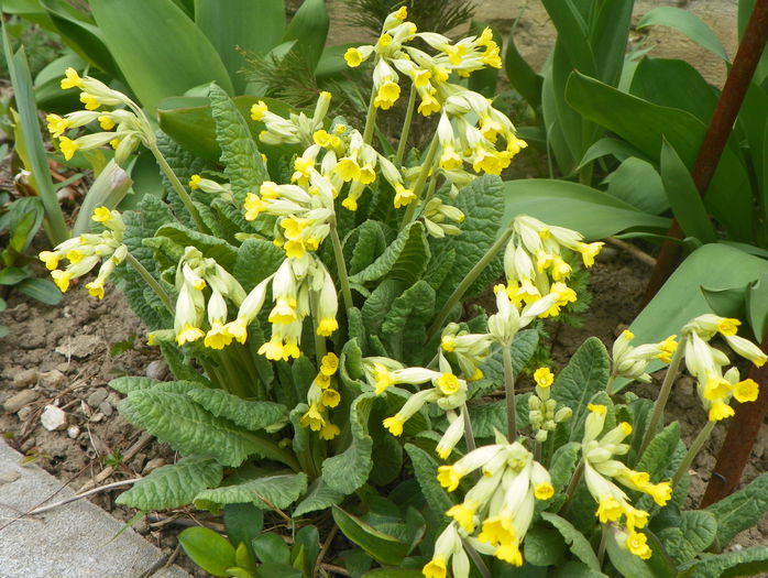 primula officinalis - Primavara 2015