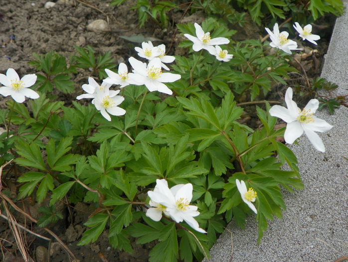 anemone sylvestris - Primavara 2015