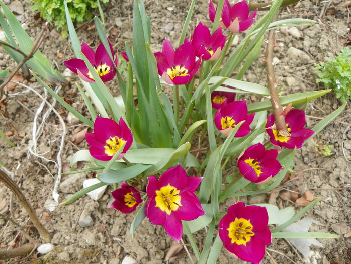 lalele Persian Pearl - Primavara 2015