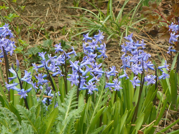 16 apr. 064 - Primavara 2015