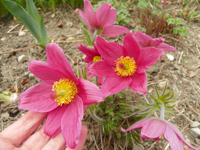 pulsatilla vulgaris - Primavara 2015