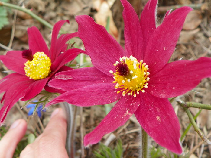 pulsatilla vulgaris - Primavara 2015