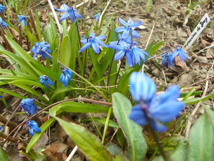 scilla siberica (viorele) - Primavara 2015