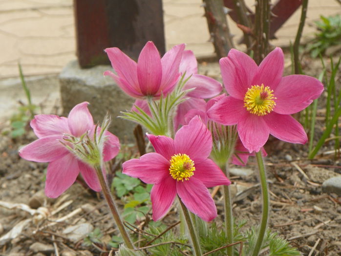 pulsatilla vulgaris - Primavara 2015