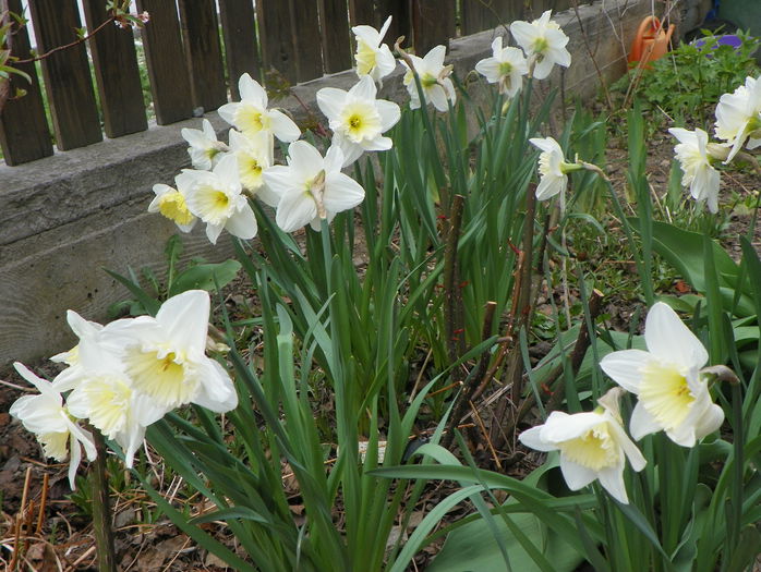 narcise Ice Follies - Primavara 2015