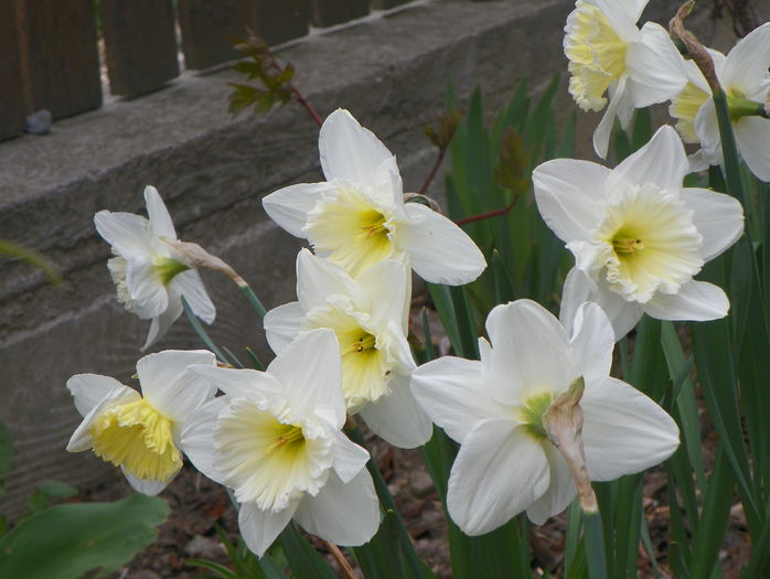 narcise Ice Follies - Primavara 2015