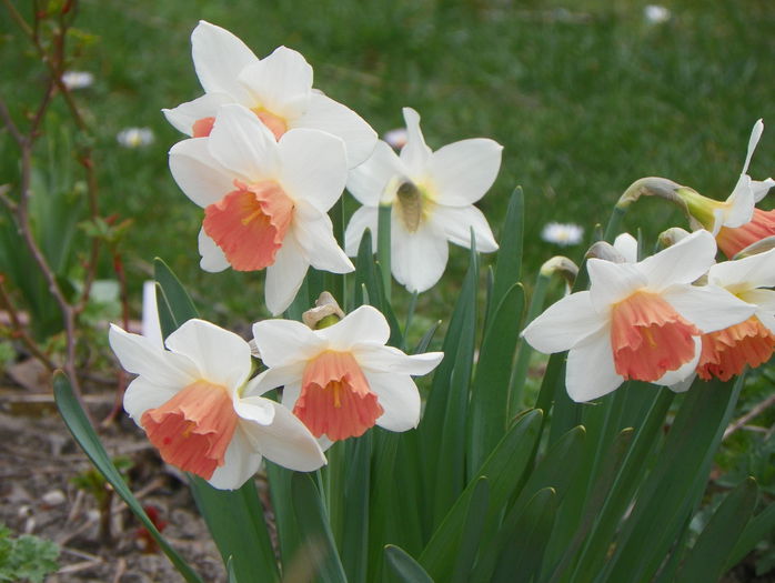 narcise Pink Charm - Primavara 2015