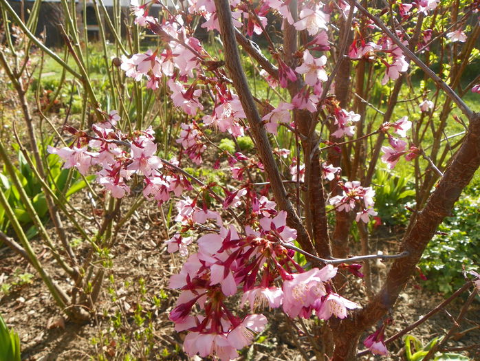 prunus kurilensis Ruby - Copacei si arbusti 2015