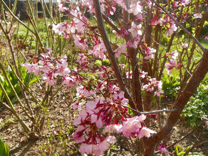 prunus kurilensis Ruby