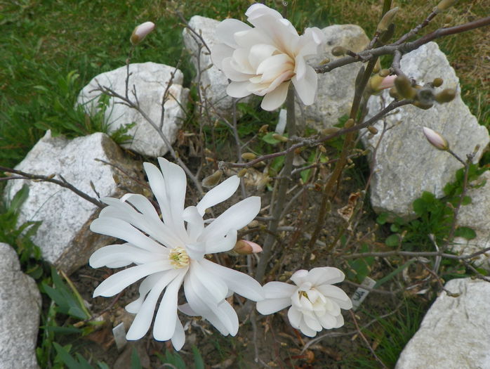 magnolia stellata - Copacei si arbusti 2015