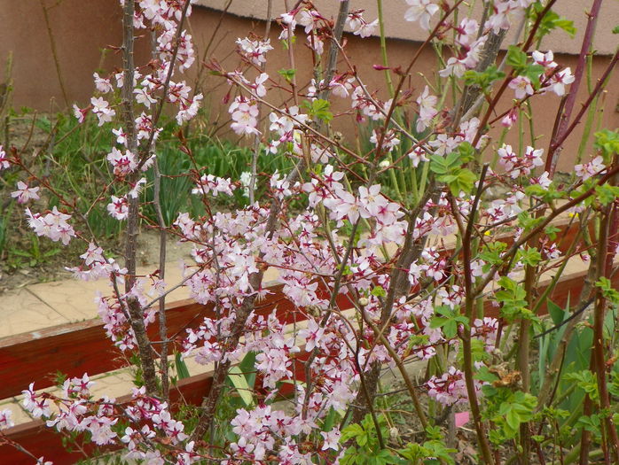 prunus kurilensis Ruby