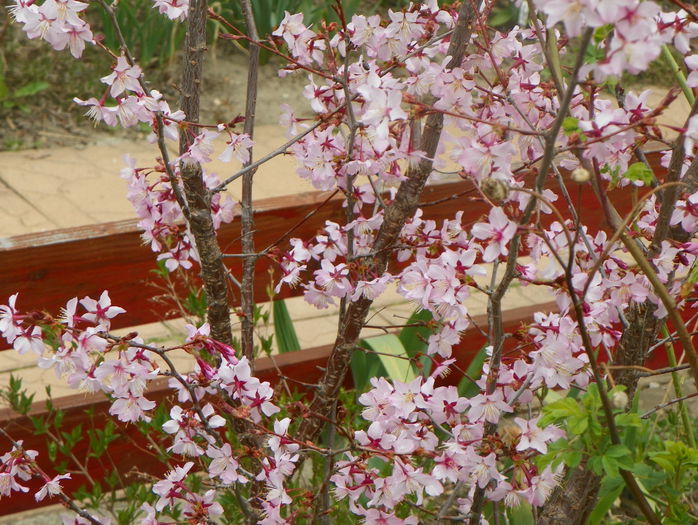 prunus kurilensis Ruby