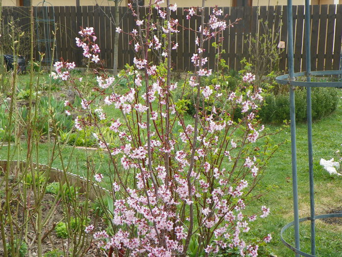 prunus kurilensis Ruby