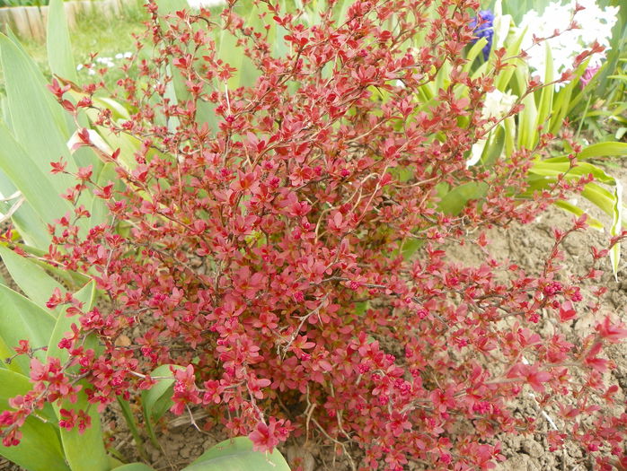 berberis Admiration