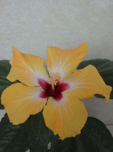 Yellow  Holiday -6.04.015 - HIBISCUS-2015