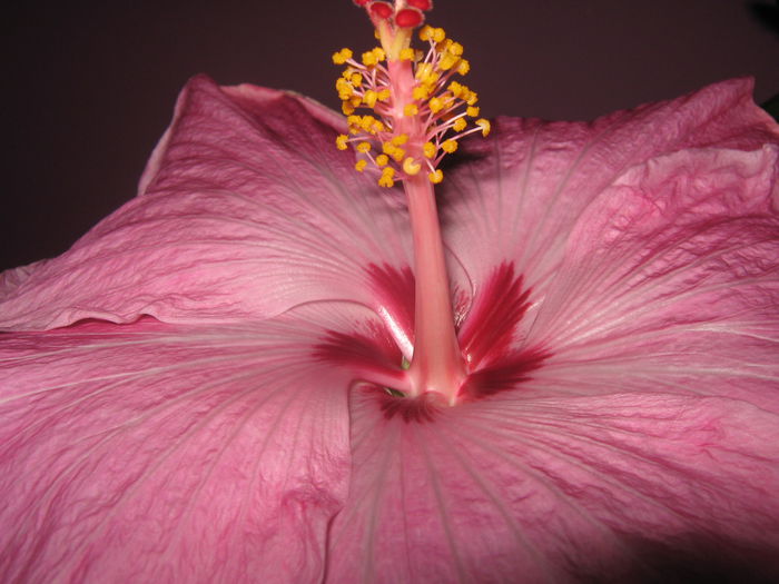 Picture My plants 2848