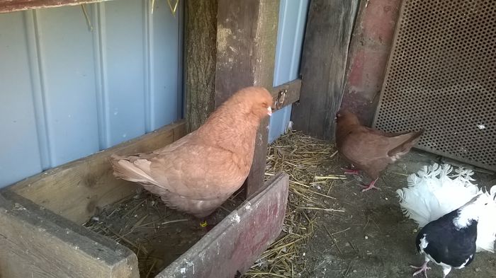 WP_20150411_13_26_45_Pro