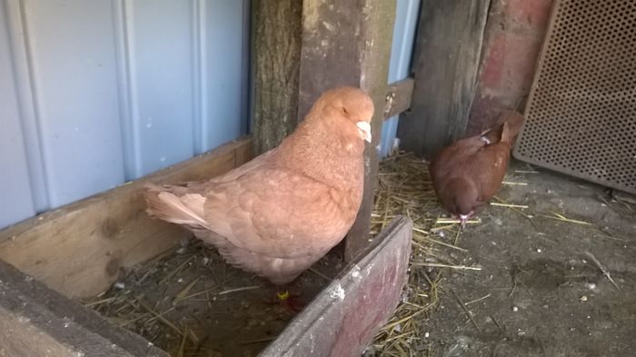 WP_20150411_13_27_01_Pro