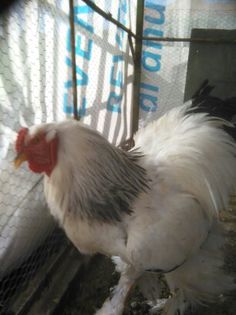 16.04.2015 033 - 004 Arhiva