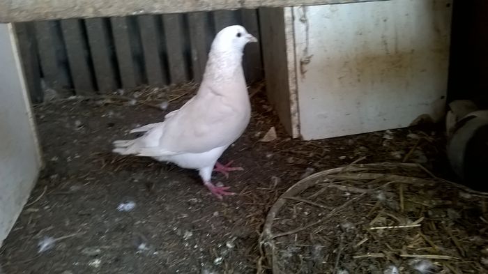 WP_20150411_13_27_46_Pro