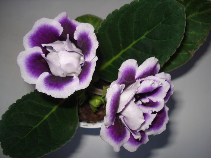 DSC00266 - GLOXINIA 2015