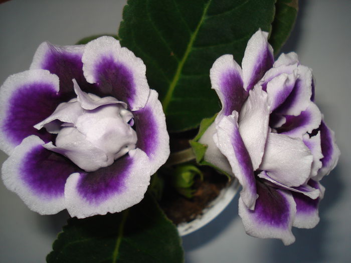 DSC00267 - GLOXINIA 2015