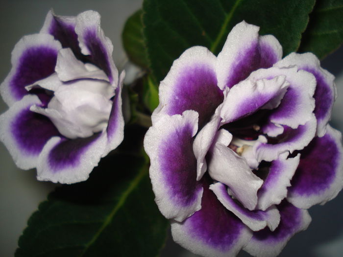 DSC00268 - GLOXINIA 2015