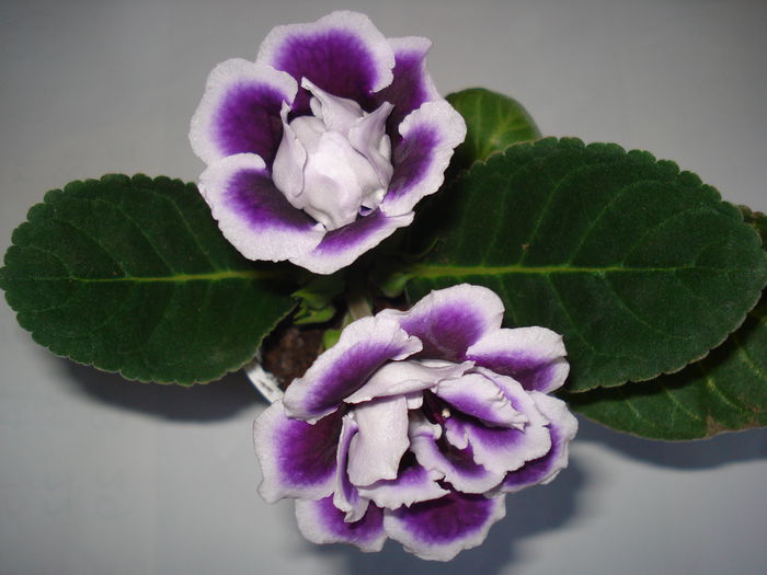 DSC00265 - GLOXINIA 2015