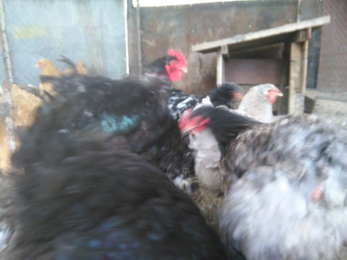 Martie-aprilie 2015 1498