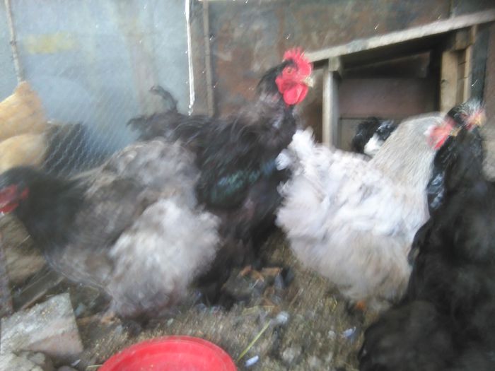 Martie-aprilie 2015 1501