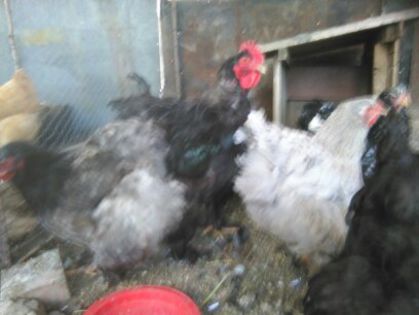 Martie-aprilie 2015 1502