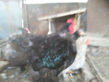 Martie-aprilie 2015 1506