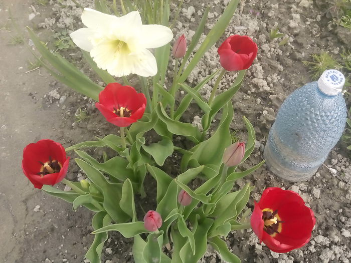  - 2015 Flori in  gradina