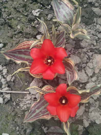  - 2015 Flori in  gradina