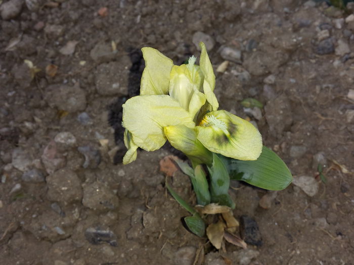 25 Iris pumila pitic - "SALBATIC"