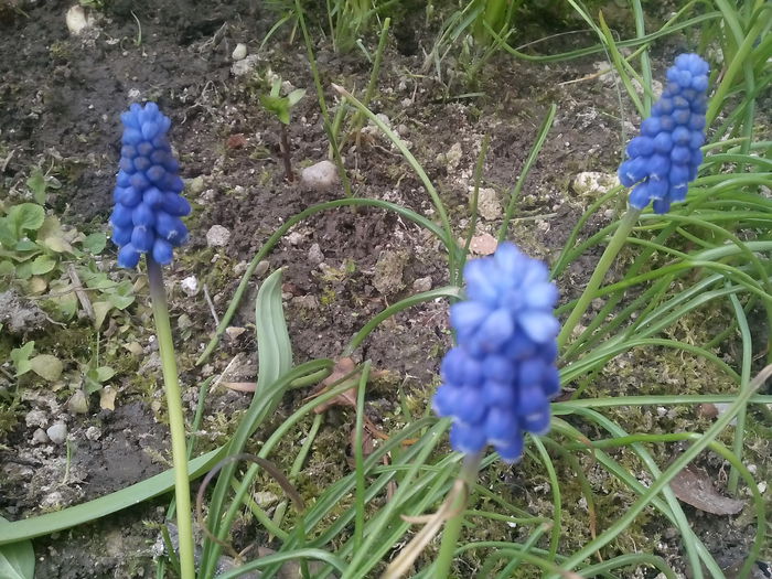 Muscari - 2015 Flori in  gradina
