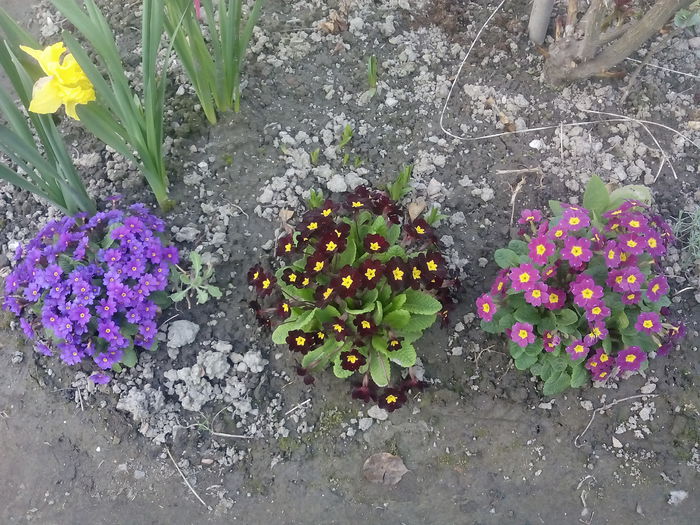  - 2015 Flori in  gradina