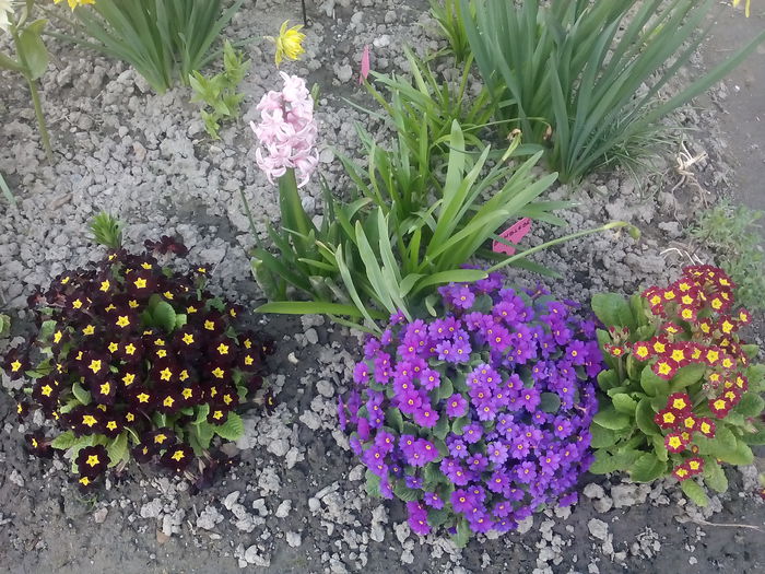  - 2015 Flori in  gradina