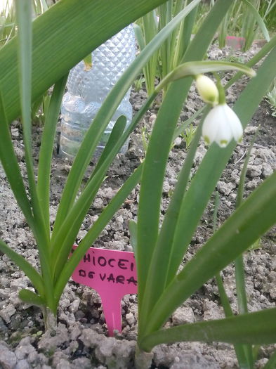 20150416 - 2015 Flori in  gradina