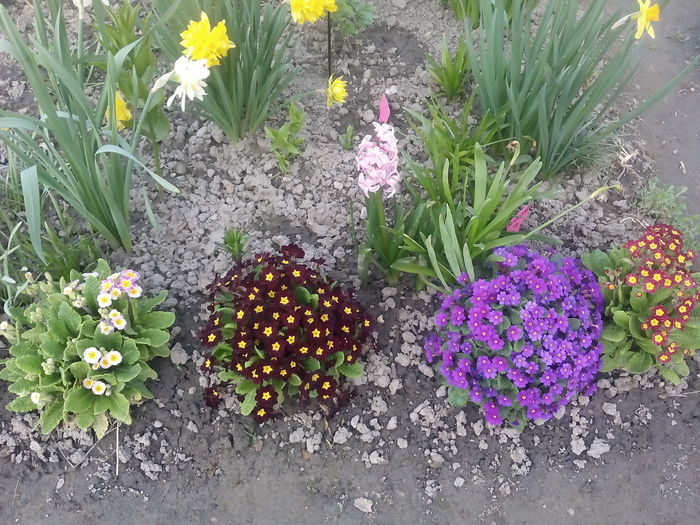  - 2015 Flori in  gradina