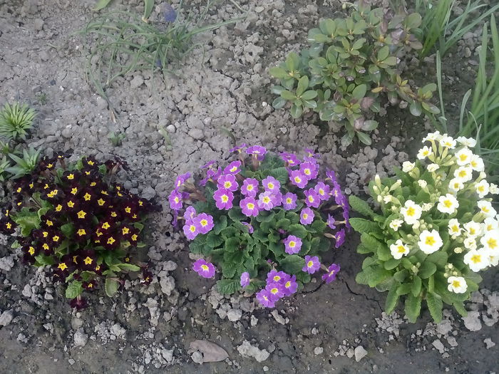  - 2015 Flori in  gradina