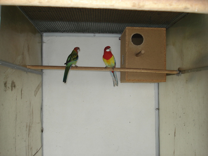 papagali 2010 012 - ROSELLA MINUNATA