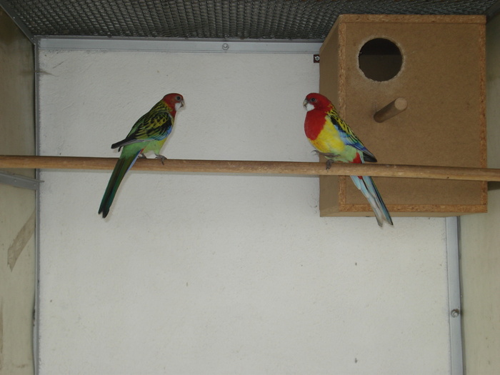 papagali 2010 013