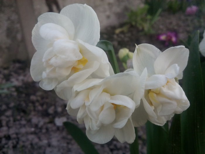 Cheerfulness