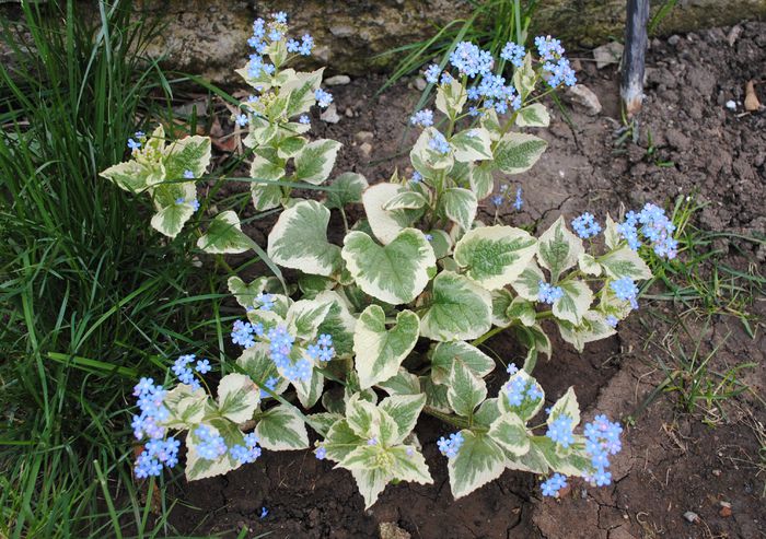 Brunnera jack variegated(frost) - 2015 plantele mele