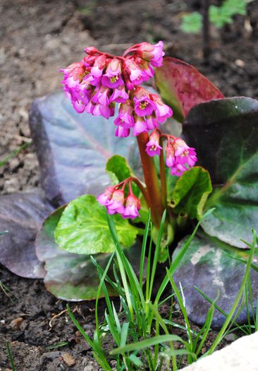 bergenia "winter glow"