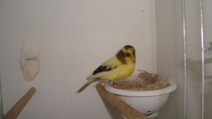 F 2013 - timbrados pereche