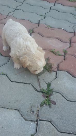 20150416_160320 - Bichon de vanzare